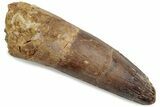 Fossil Spinosaurus Tooth - Feeding Worn Tip #376419-1